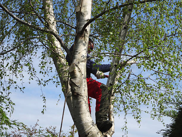 How Our Tree Care Process Works  in  Decatur, AR